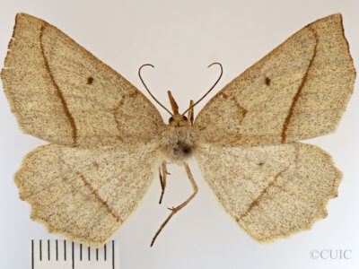 dorsal view of adult Euchlaena irraria