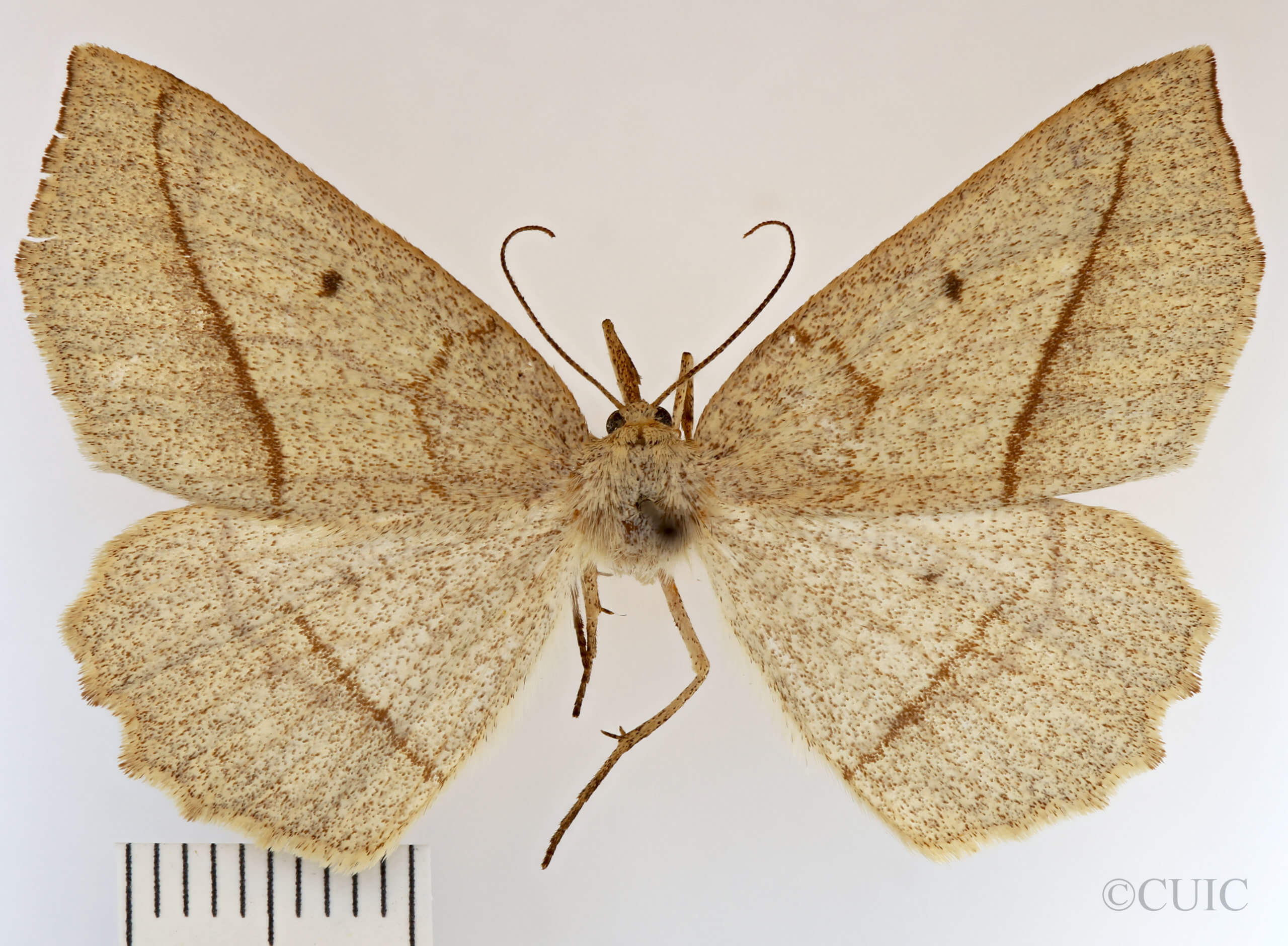 dorsal view of adult Euchlaena irraria