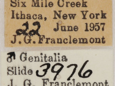 label view of adult Euchlaena johnsonaria