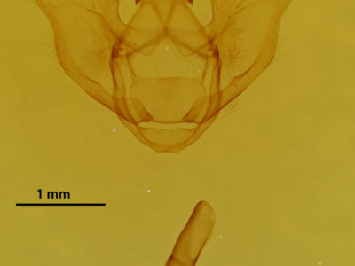 genitalia view of adult Euchlaena johnsonaria