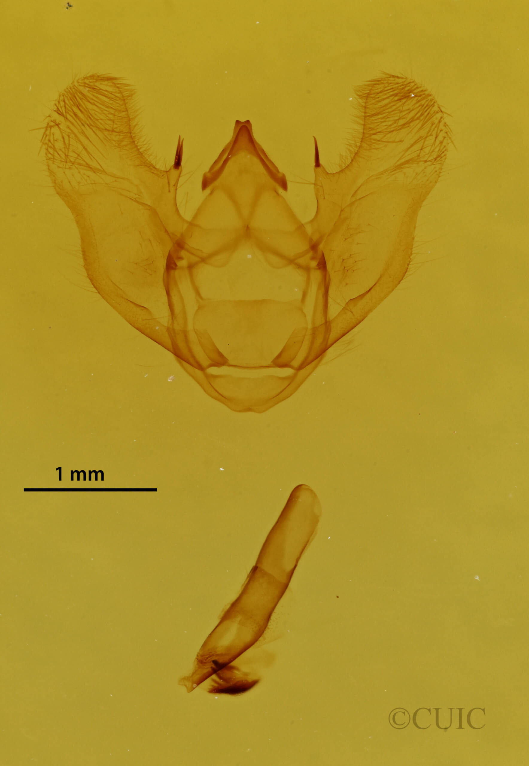 genitalia view of adult Euchlaena johnsonaria