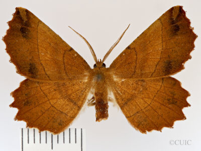dorsal view of adult Euchlaena johnsonaria