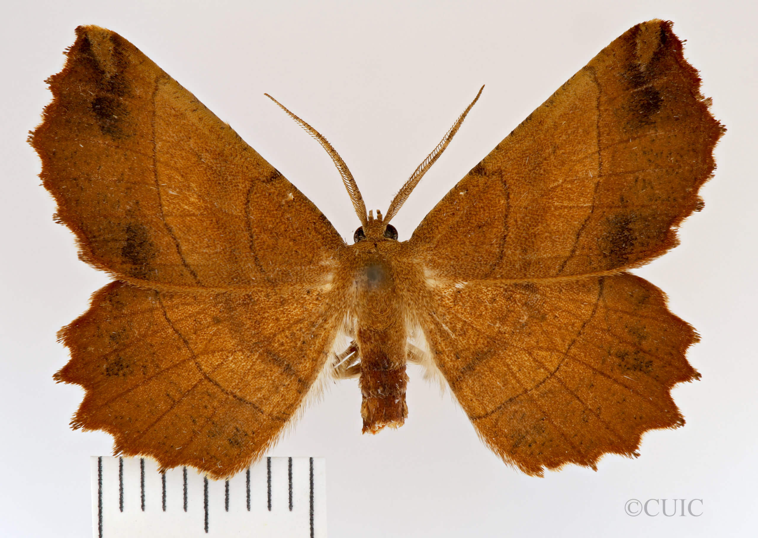 dorsal view of adult Euchlaena johnsonaria