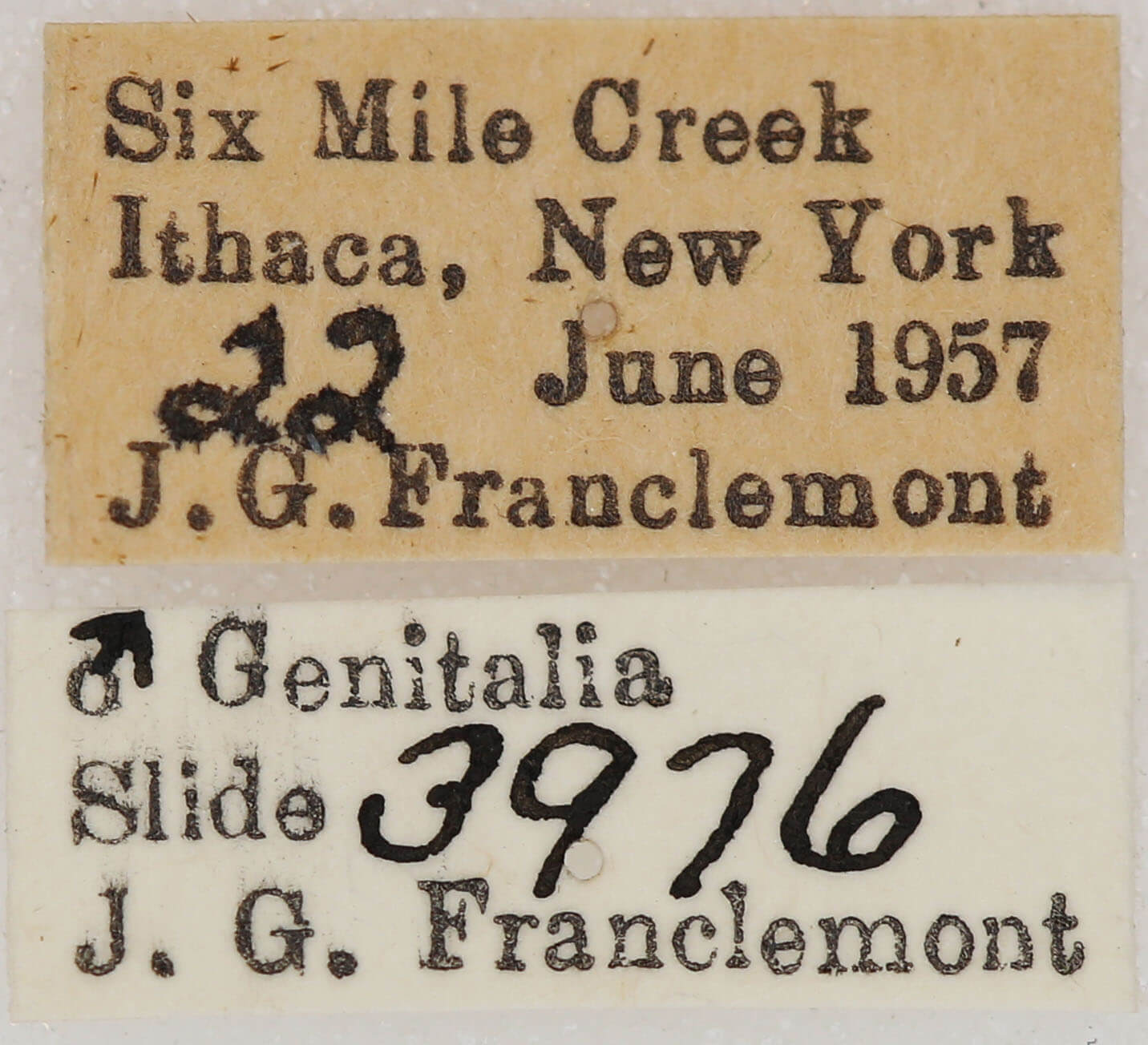 label view of adult Euchlaena johnsonaria