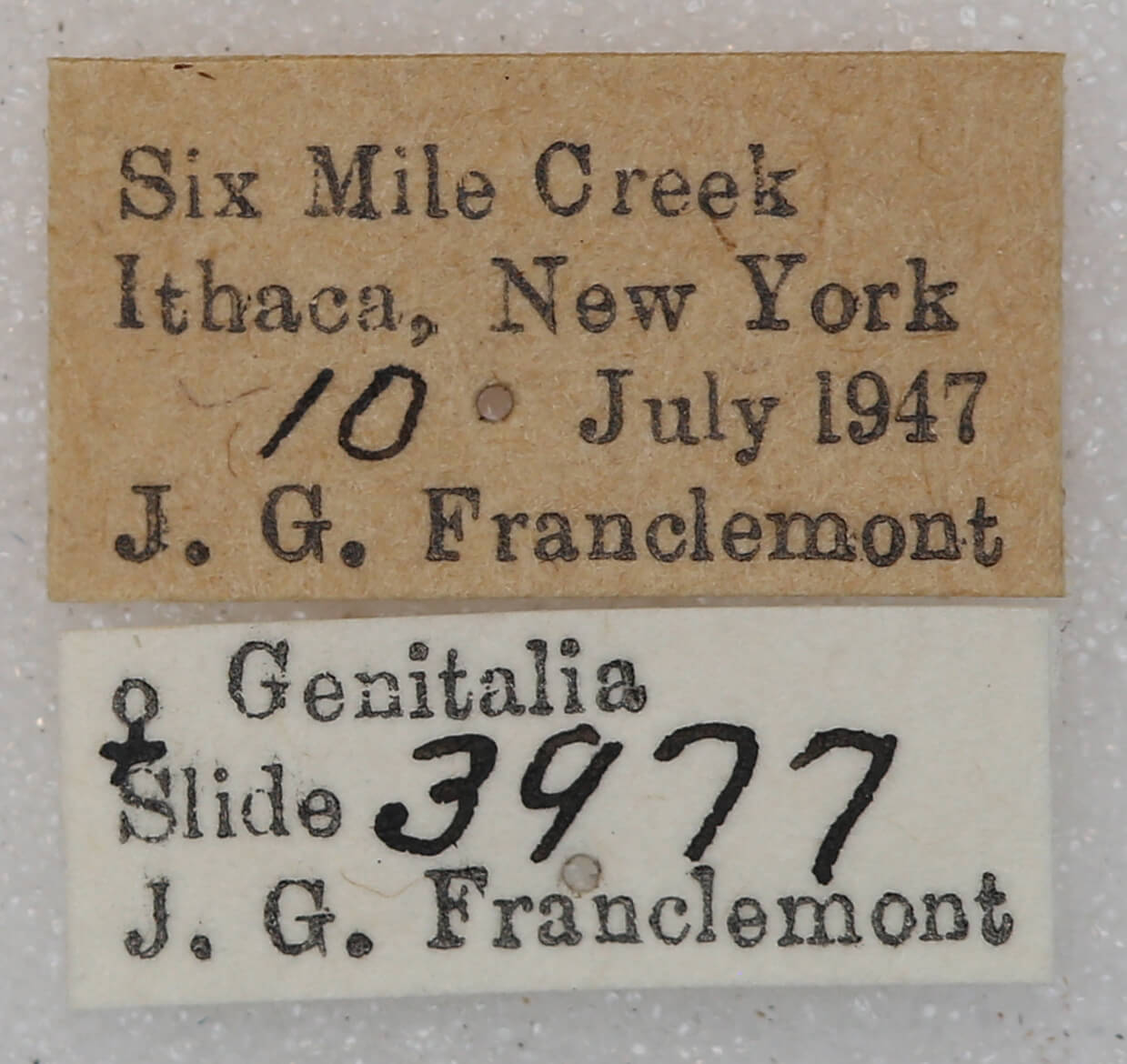 label view of adult Euchlaena johnsonaria