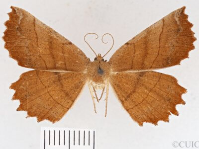 dorsal view of adult Euchlaena johnsonaria