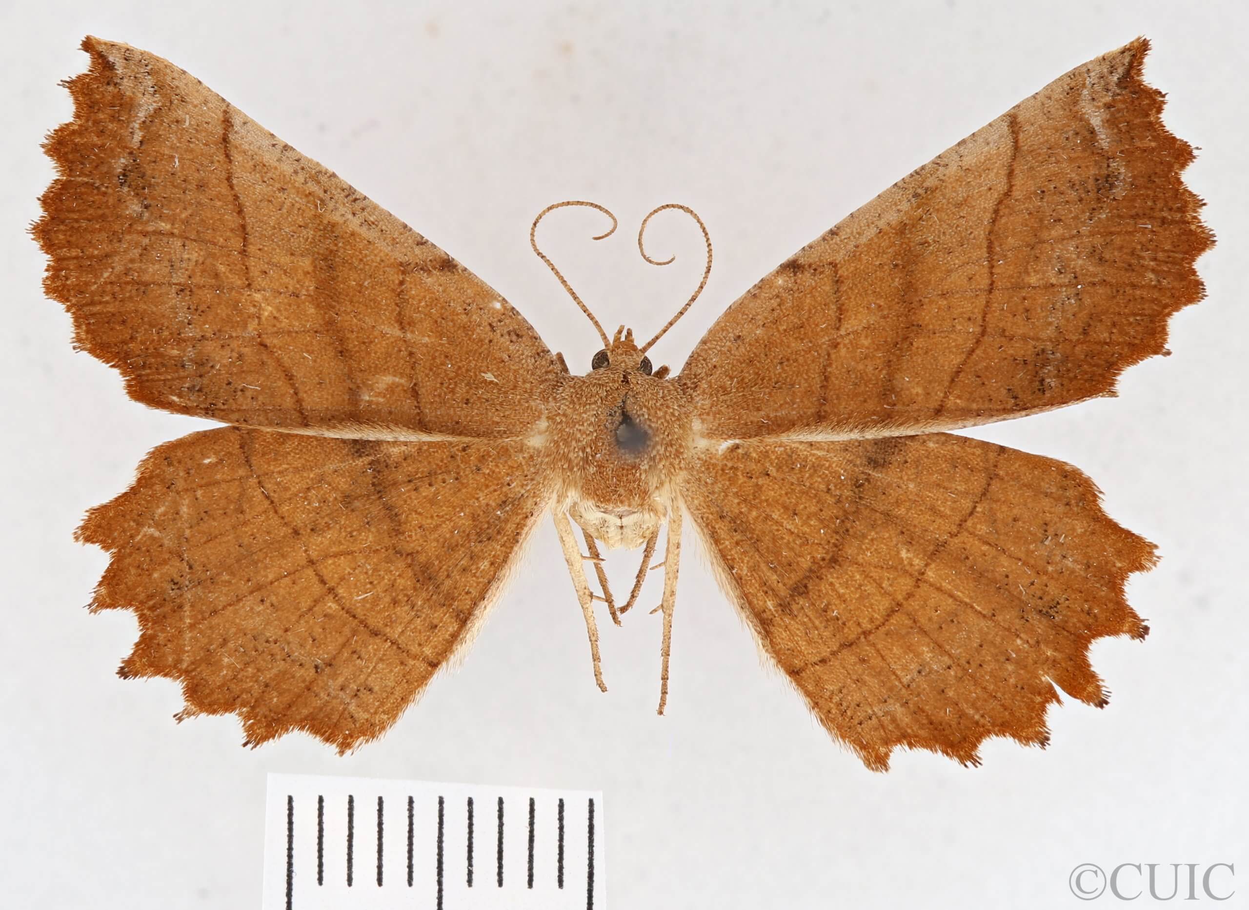 dorsal view of adult Euchlaena johnsonaria