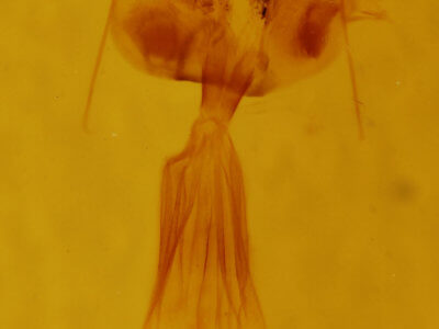 genitalia view of adult Euchlaena johnsonaria