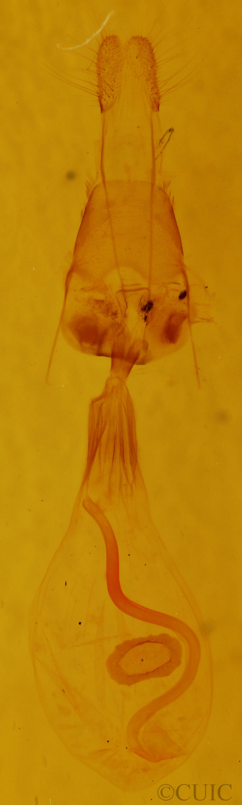 genitalia view of adult Euchlaena johnsonaria