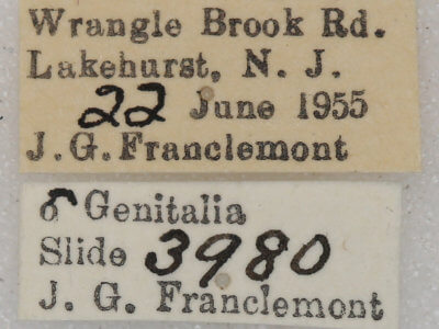 label view of adult Euchlaena johnsonaria