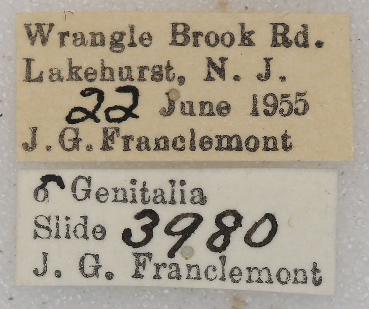 label view of adult Euchlaena johnsonaria