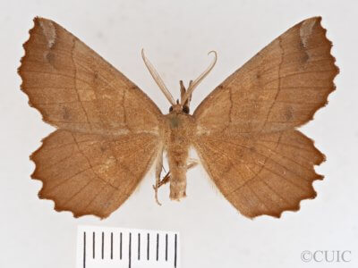 dorsal view of adult Euchlaena johnsonaria