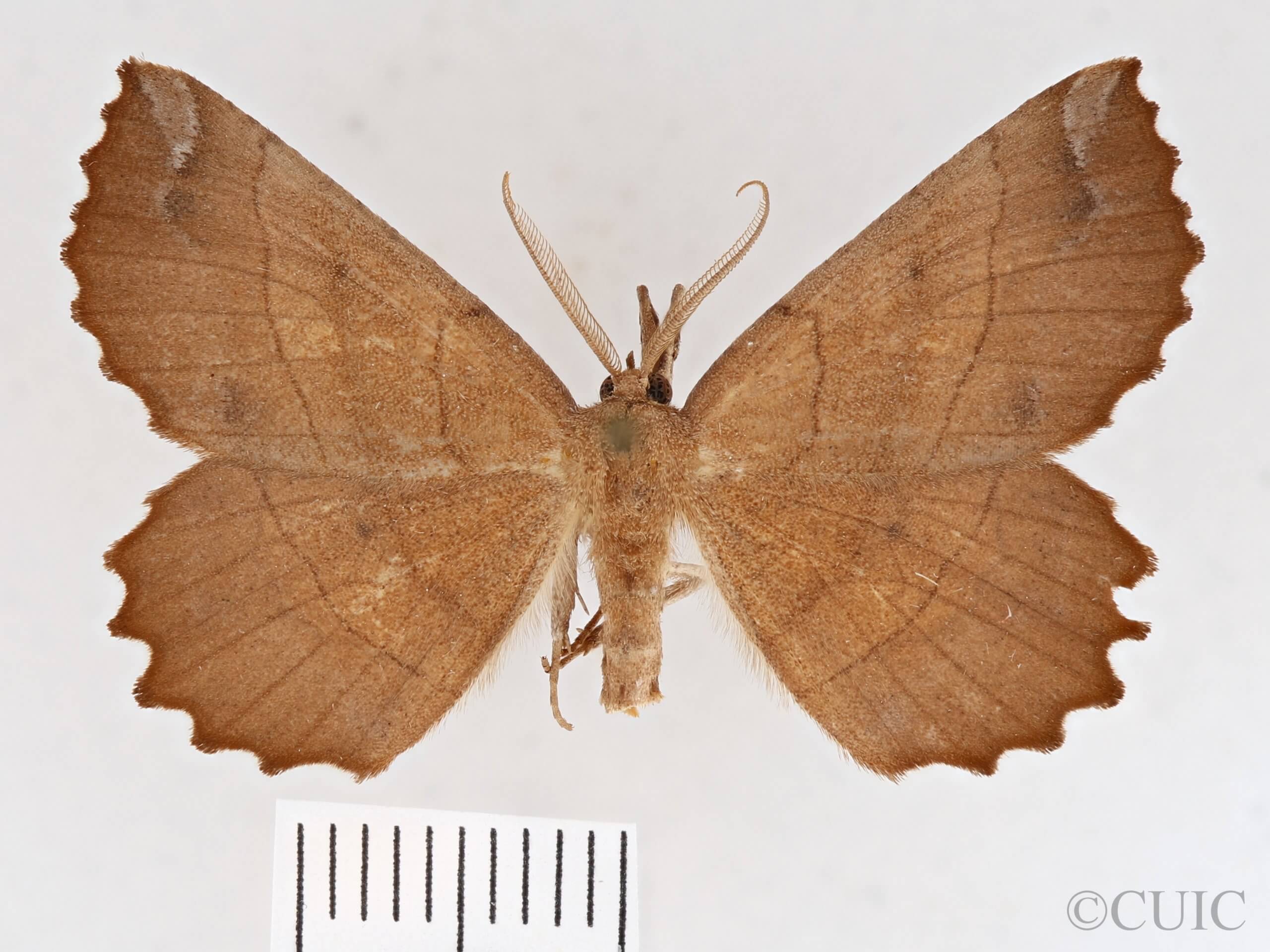 dorsal view of adult Euchlaena johnsonaria