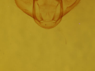genitalia view of adult Euchlaena johnsonaria