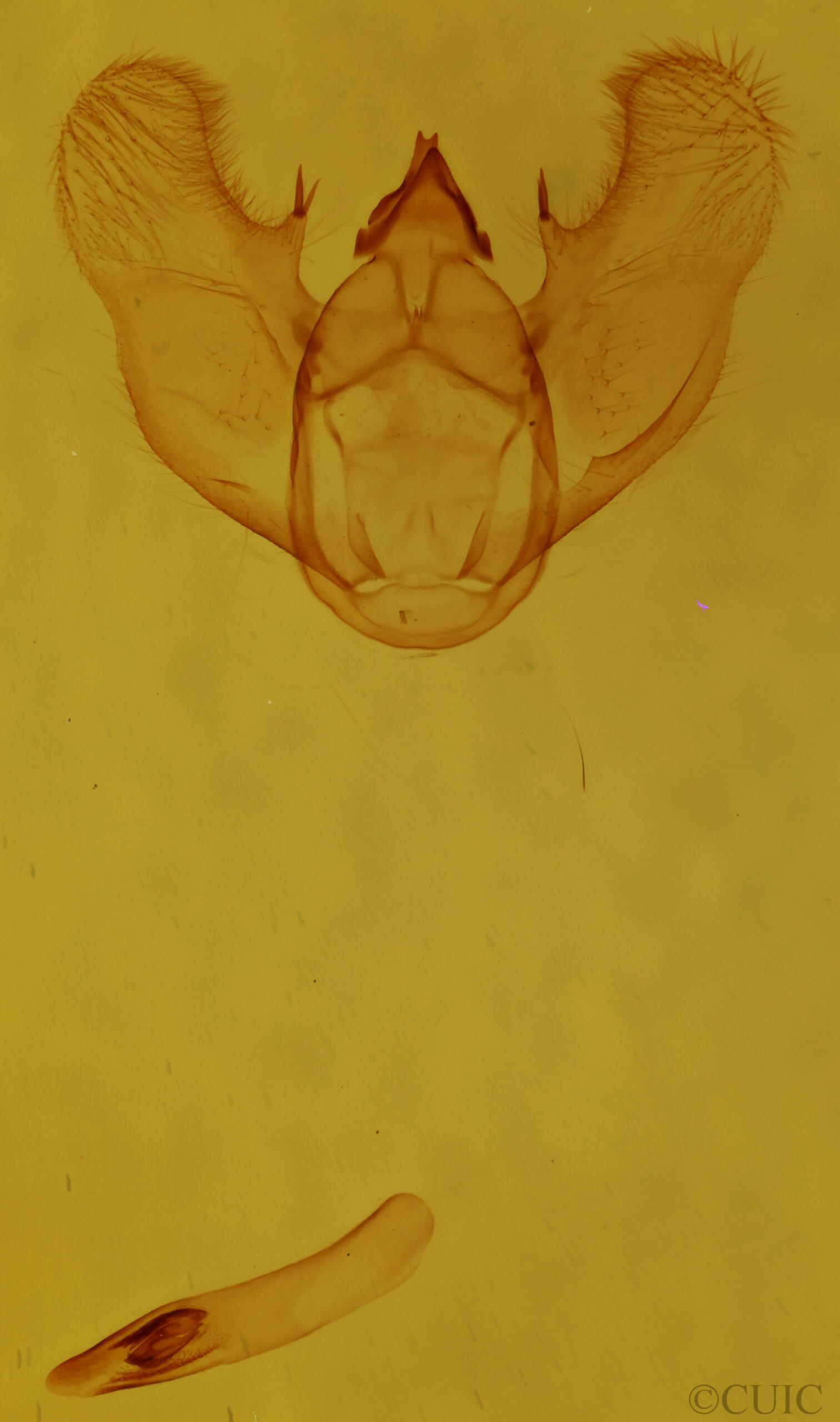 genitalia view of adult Euchlaena johnsonaria