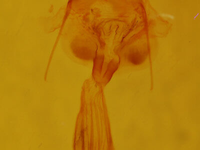 genitalia view of adult Euchlaena johnsonaria