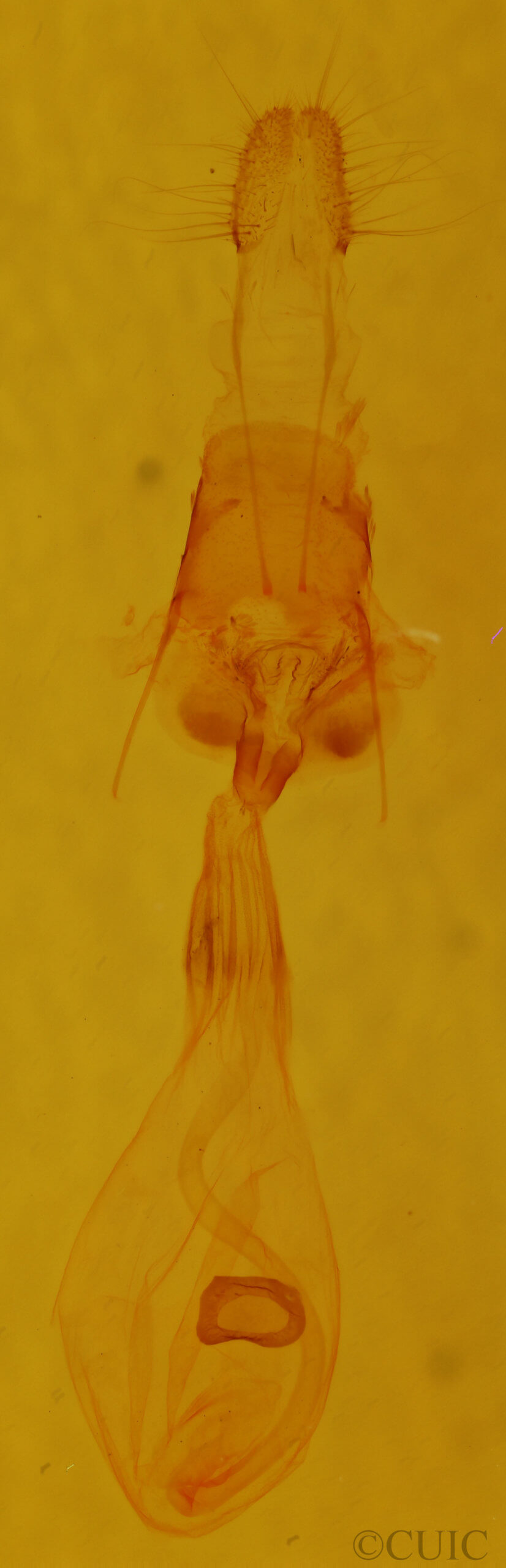 genitalia view of adult Euchlaena johnsonaria