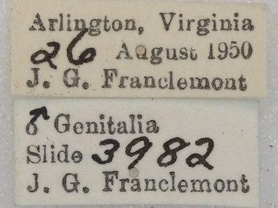 label view of adult Euchlaena johnsonaria