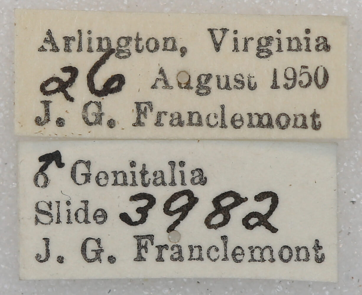 label view of adult Euchlaena johnsonaria