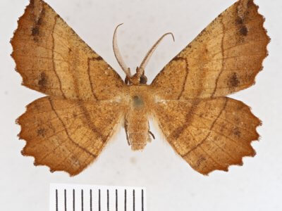 dorsal view of adult Euchlaena johnsonaria