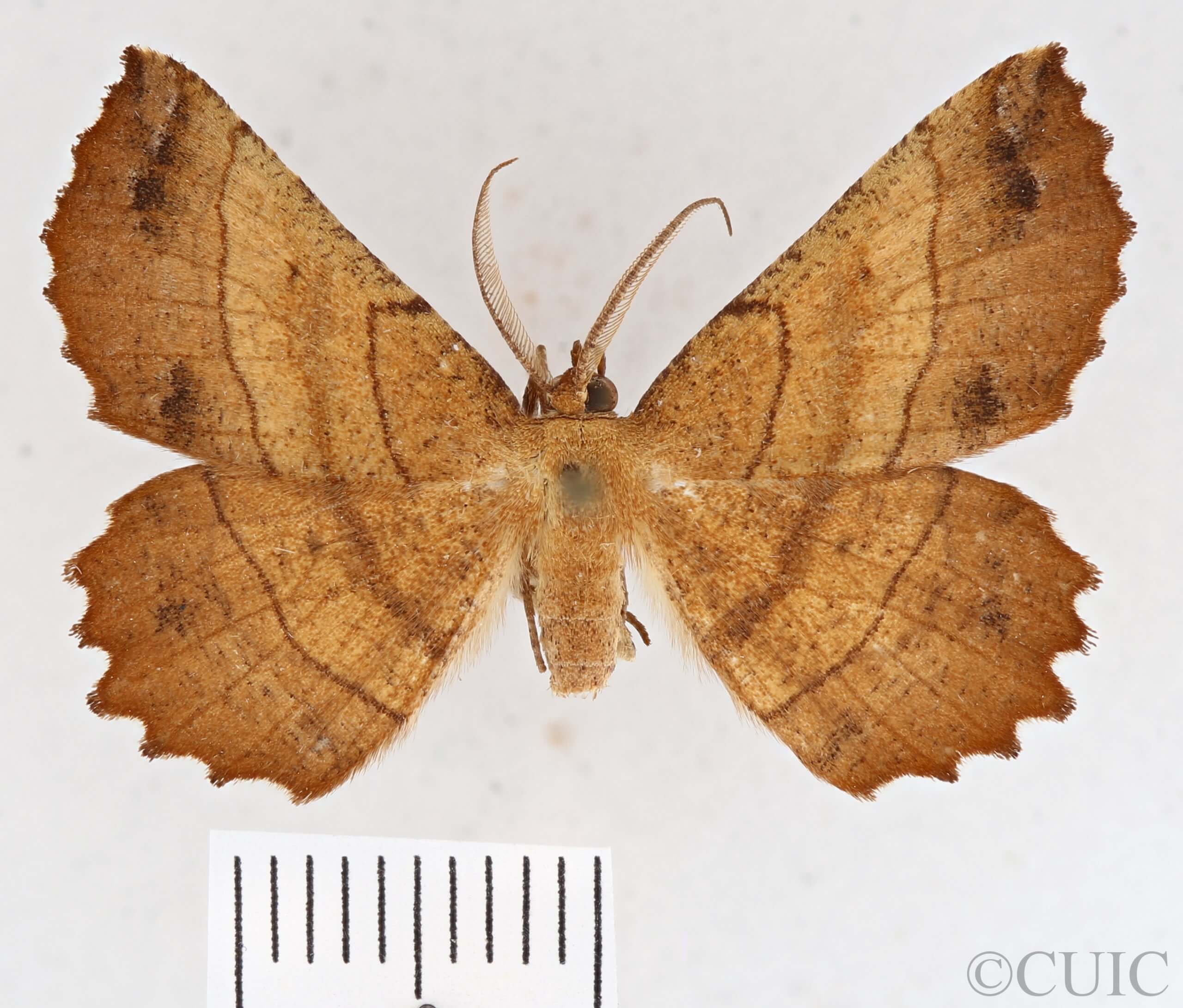 dorsal view of adult Euchlaena johnsonaria