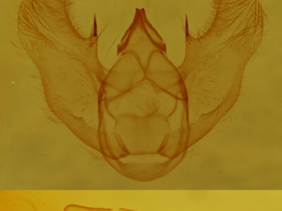 genitalia view of adult Euchlaena johnsonaria