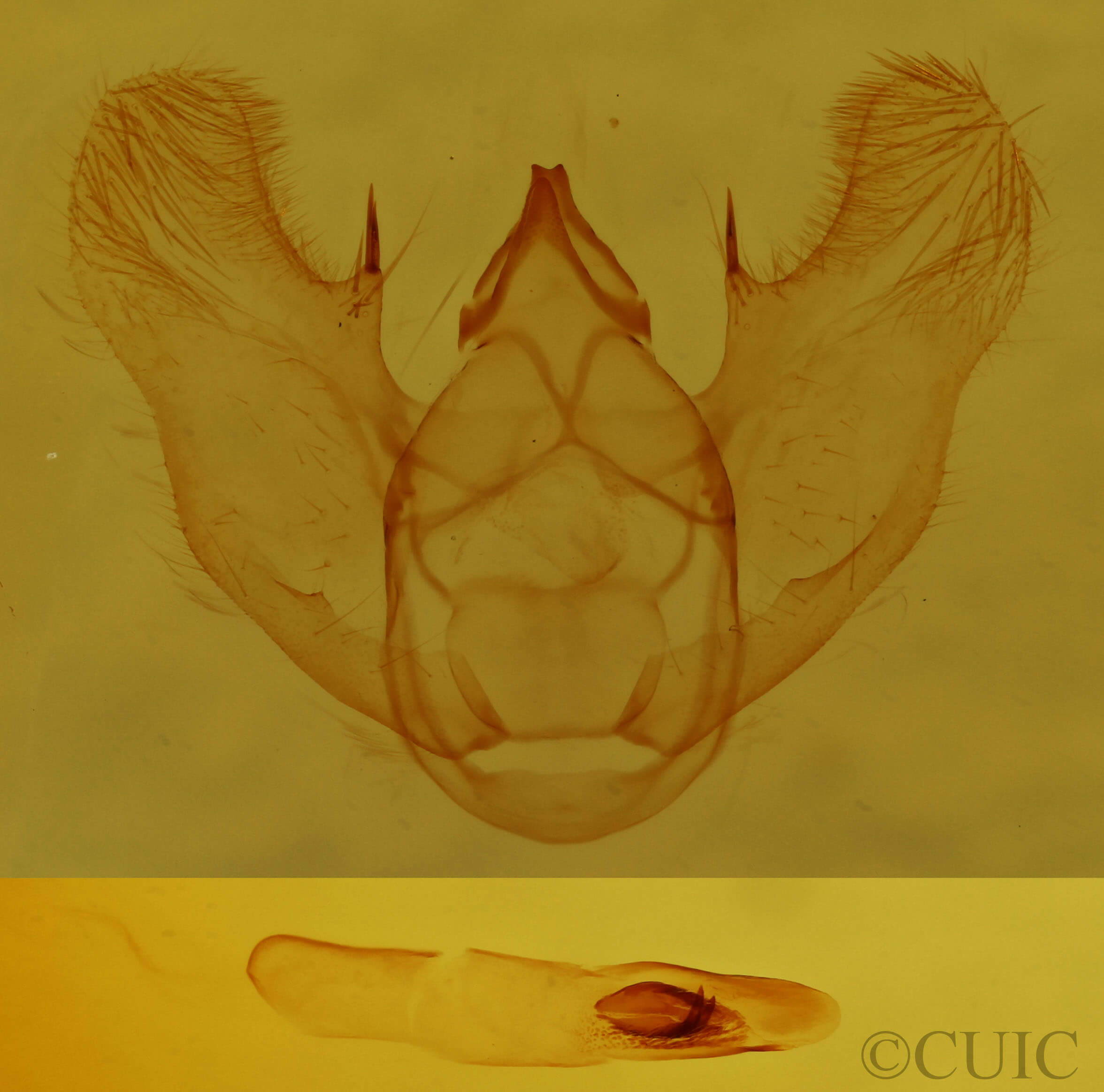 genitalia view of adult Euchlaena johnsonaria