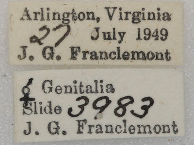 label view of adult Euchlaena johnsonaria