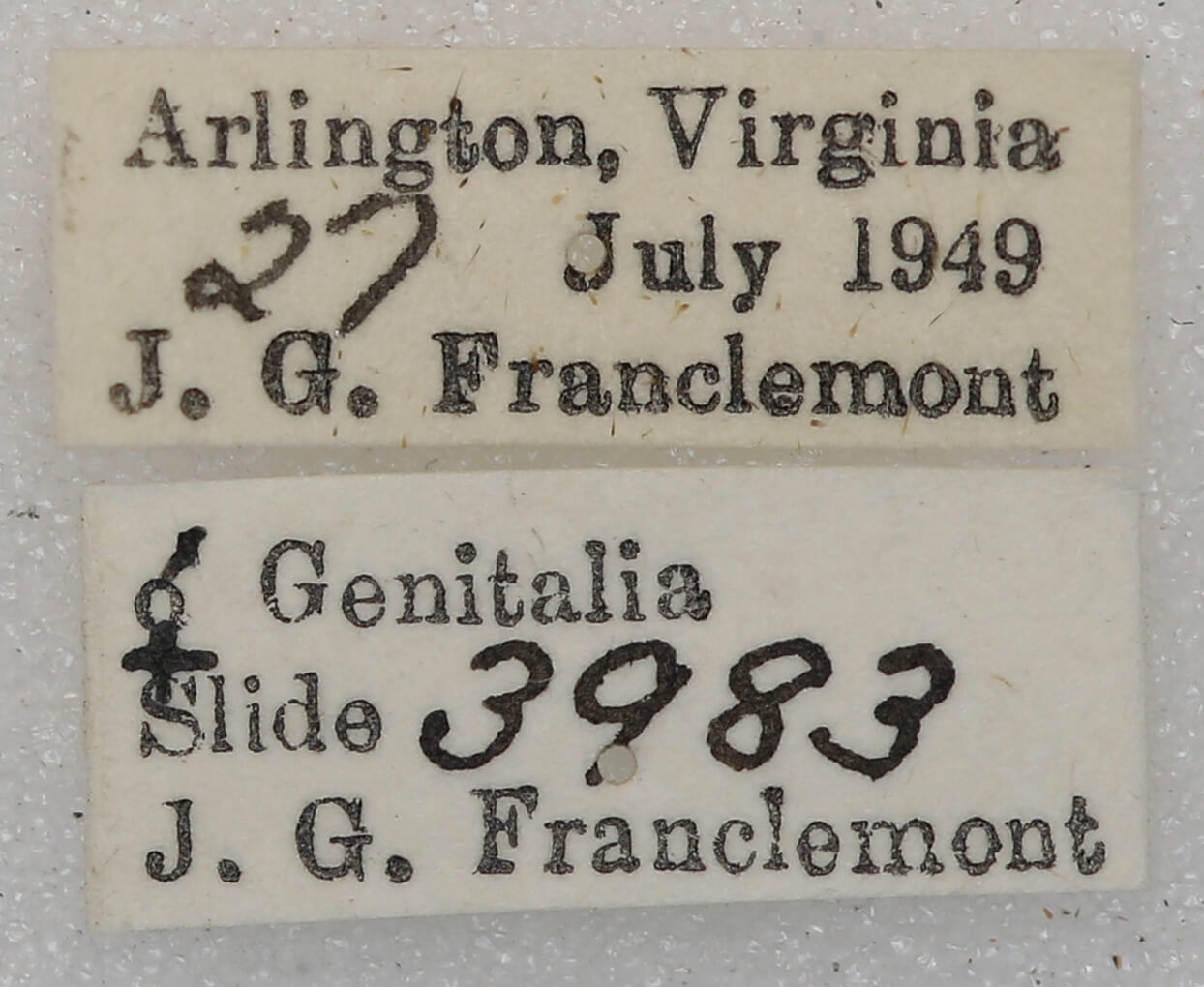 label view of adult Euchlaena johnsonaria