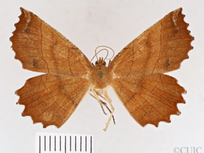 dorsal view of adult Euchlaena johnsonaria