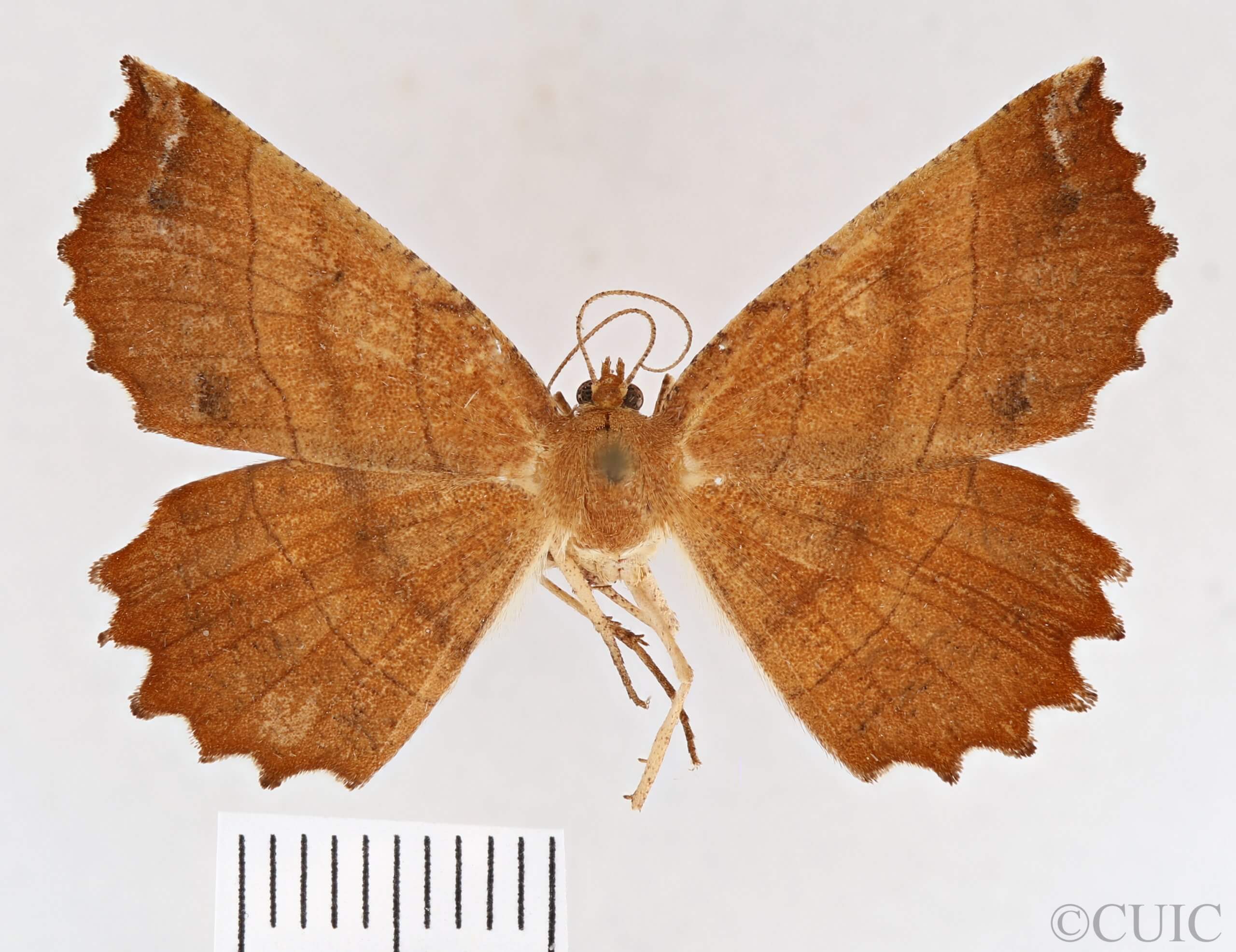 dorsal view of adult Euchlaena johnsonaria