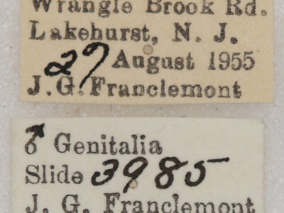 label view of adult Euchlaena madusaria