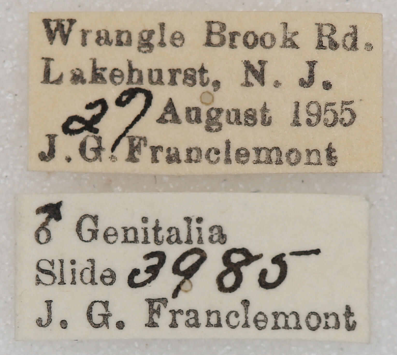 label view of adult Euchlaena madusaria