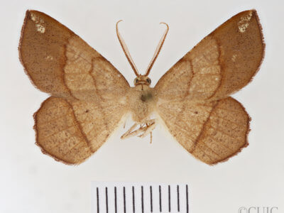 dorsal view of adult Euchlaena madusaria