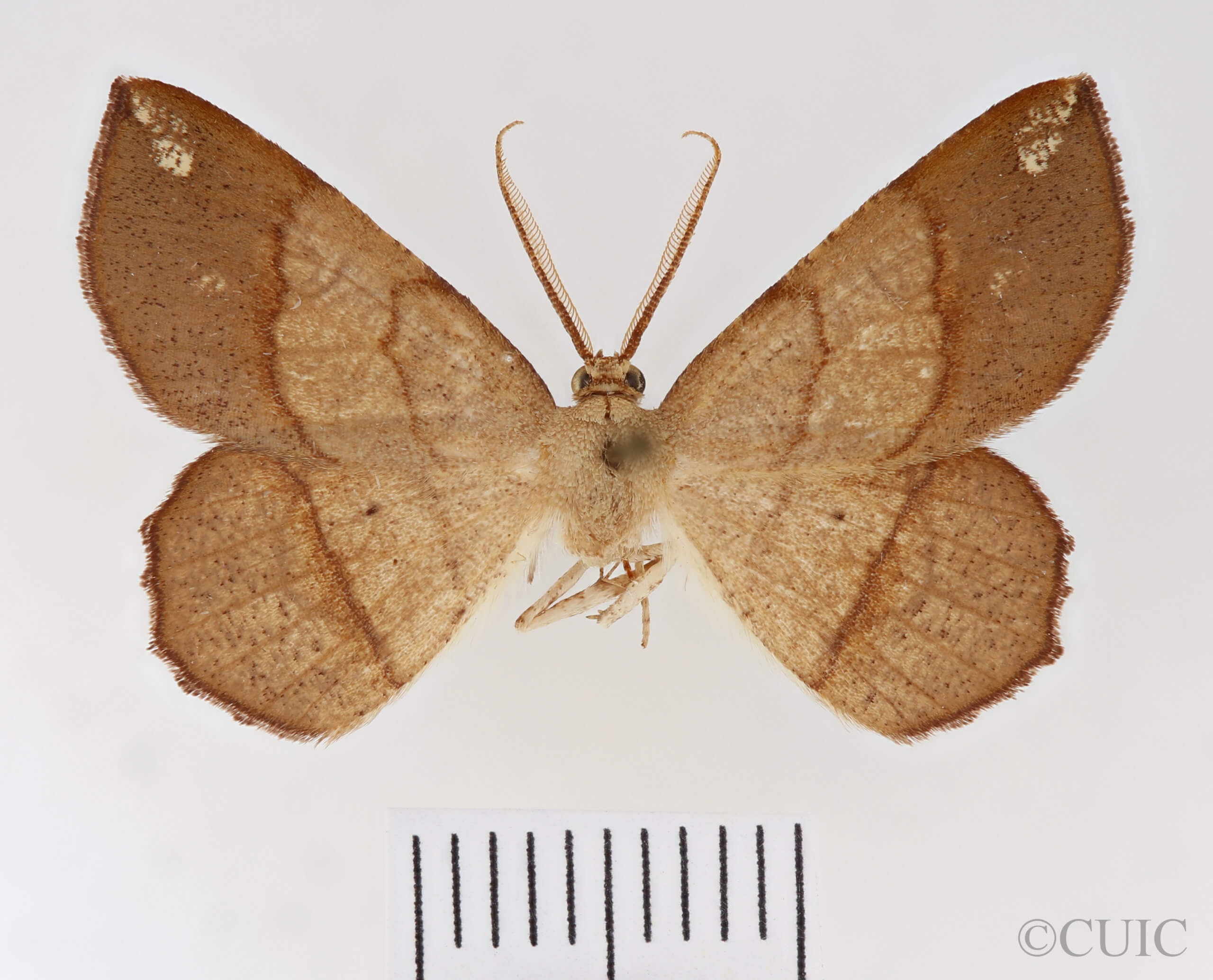 dorsal view of adult Euchlaena madusaria