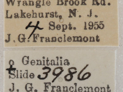 label view of adult Euchlaena madusaria