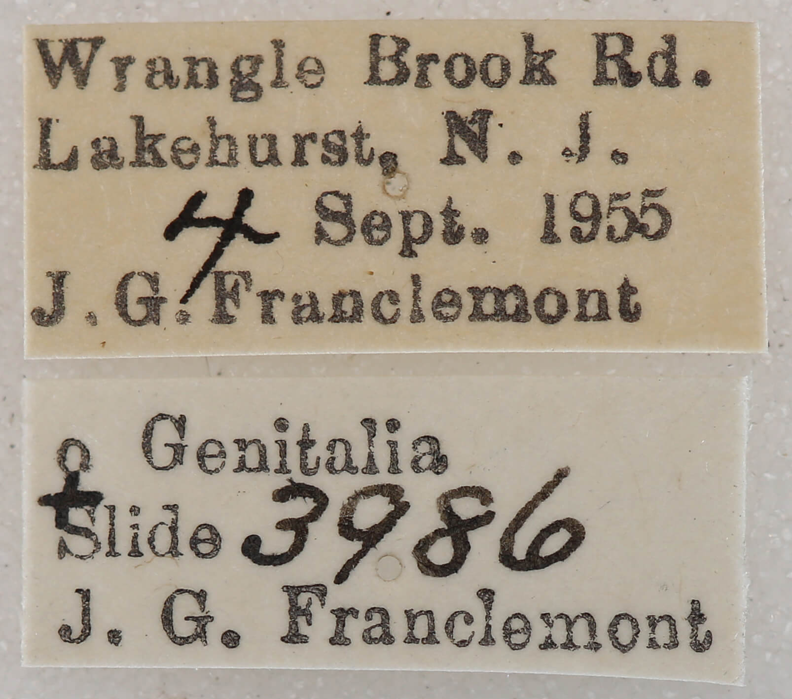 label view of adult Euchlaena madusaria