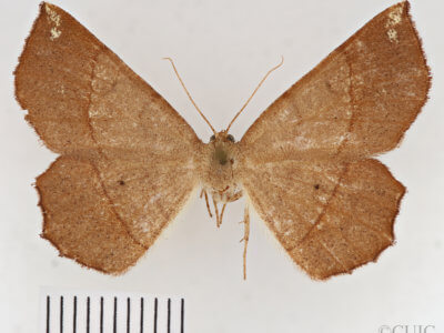 dorsal view of adult Euchlaena madusaria