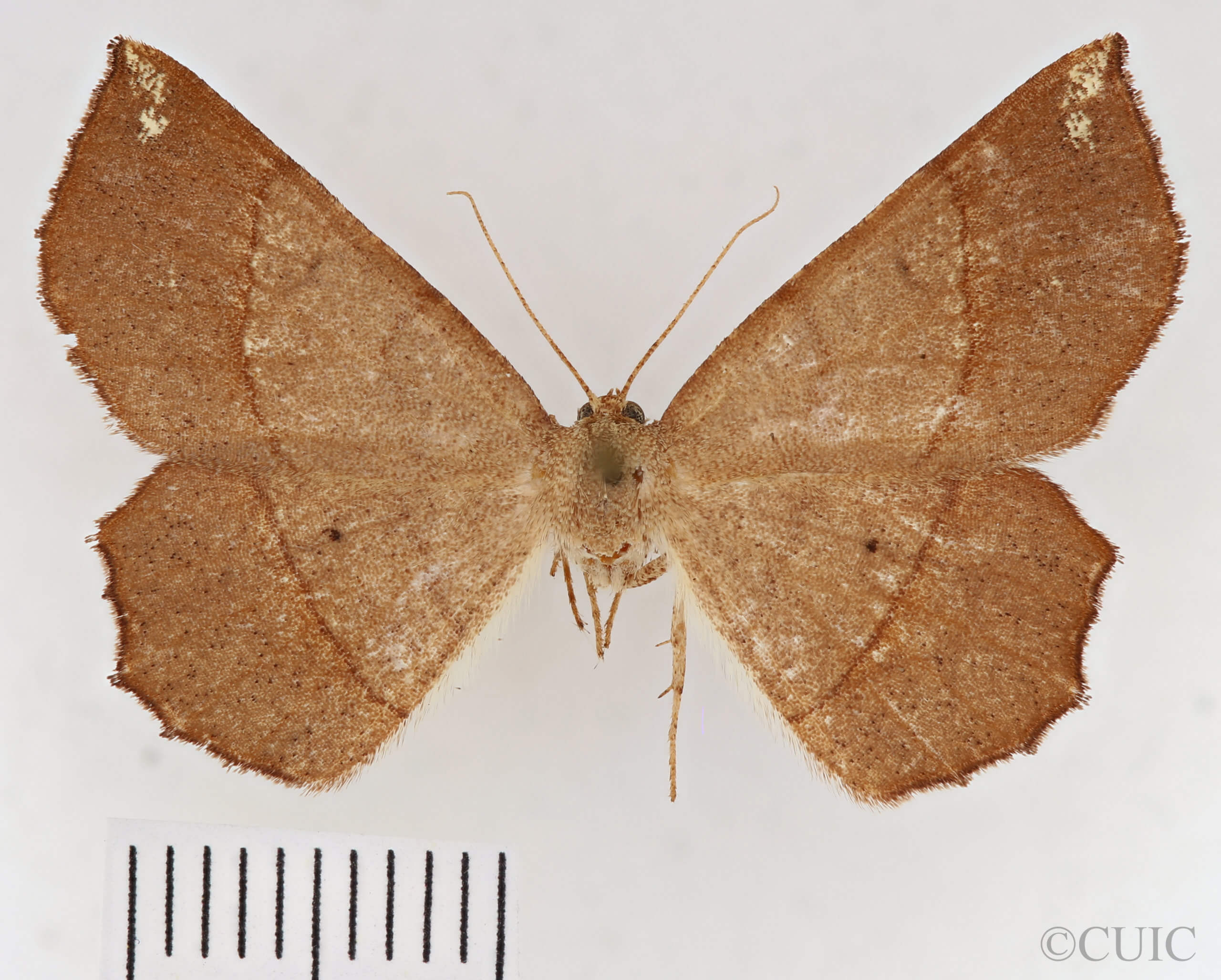 dorsal view of adult Euchlaena madusaria