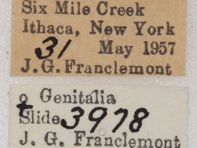 label view of adult Euchlaena marginaria