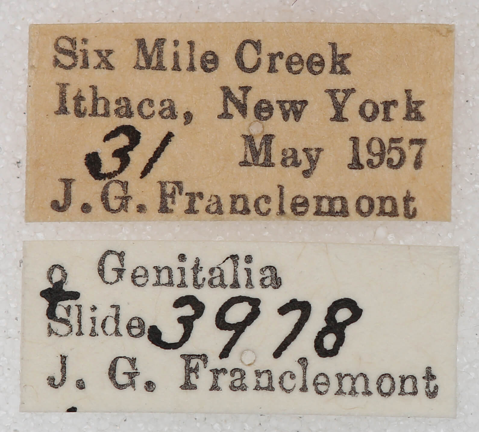 label view of adult Euchlaena marginaria