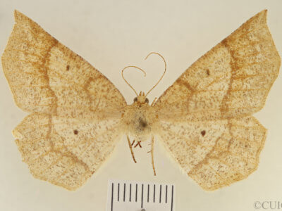 dorsal view of adult Euchlaena marginaria