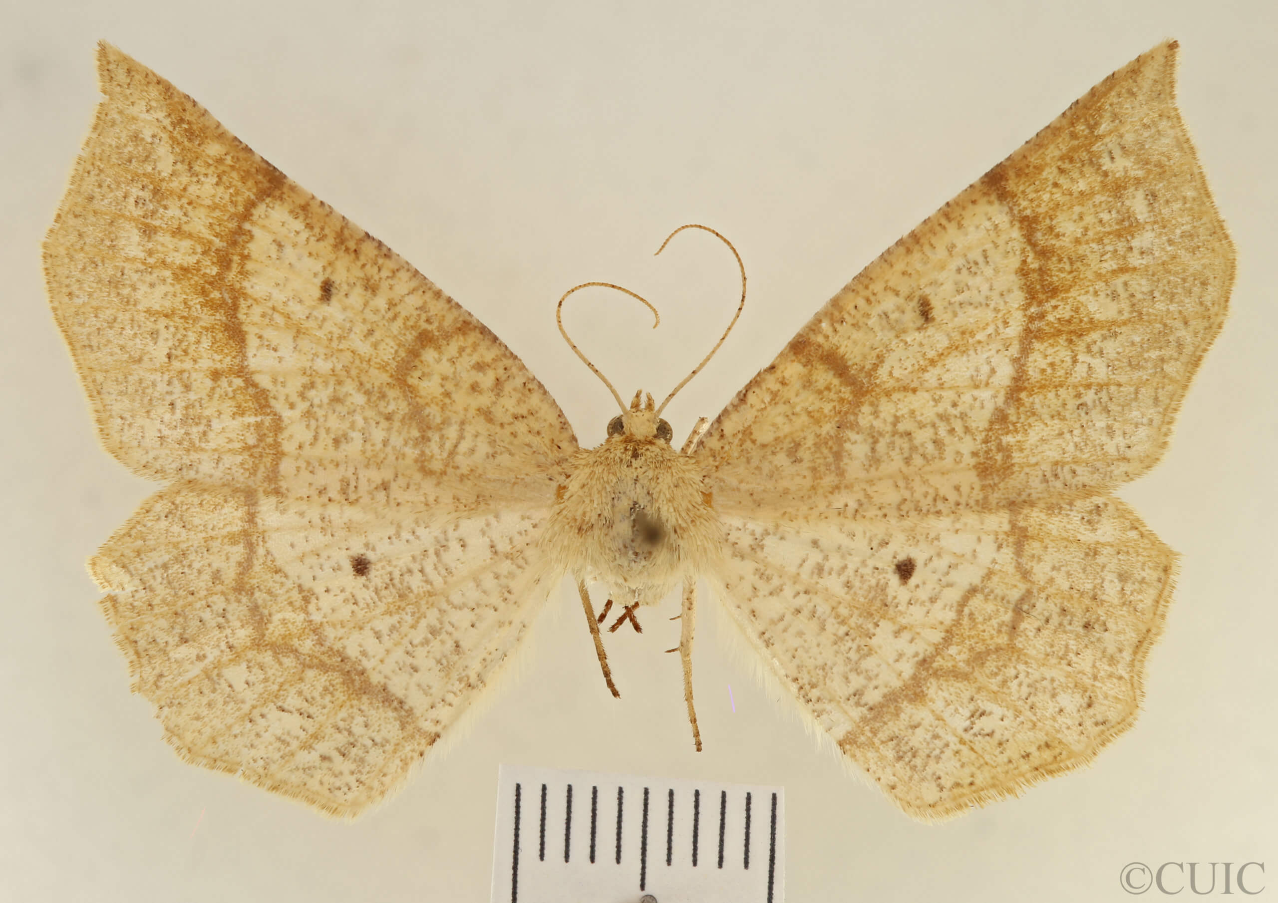 dorsal view of adult Euchlaena marginaria