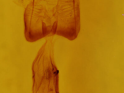 genitalia view of adult Euchlaena marginaria