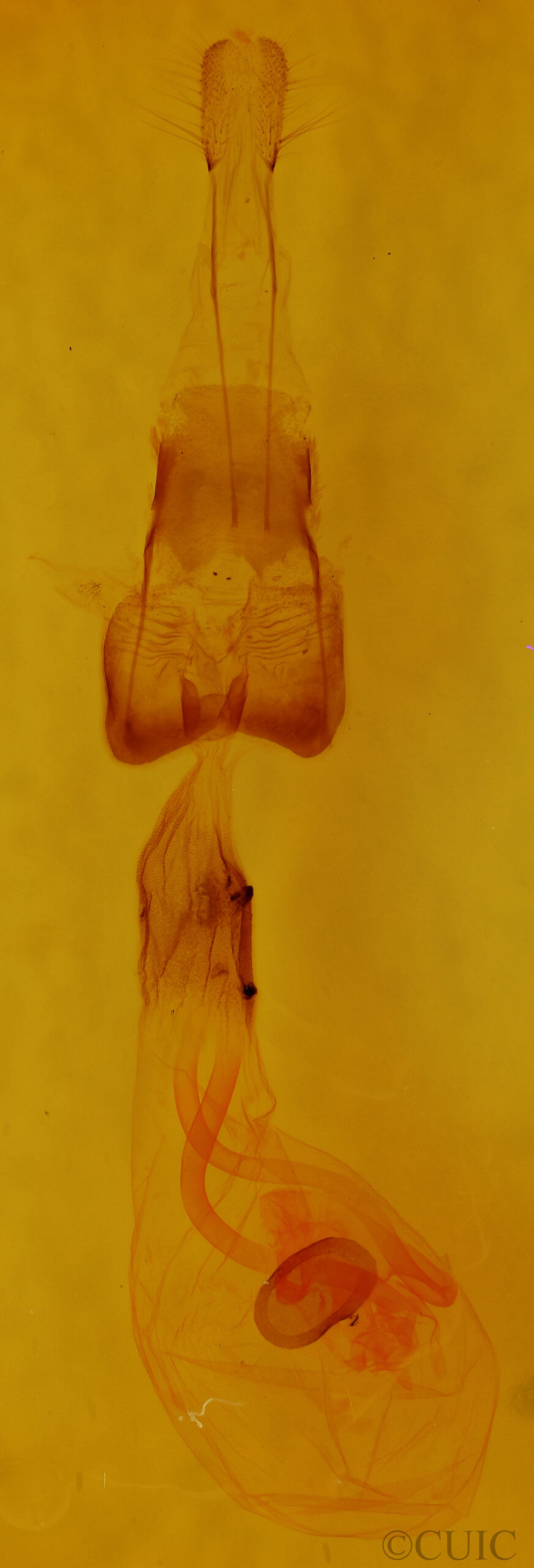 genitalia view of adult Euchlaena marginaria
