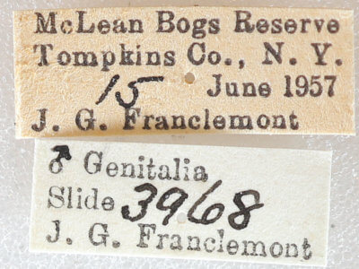 label view of adult Euchlaena muzaria