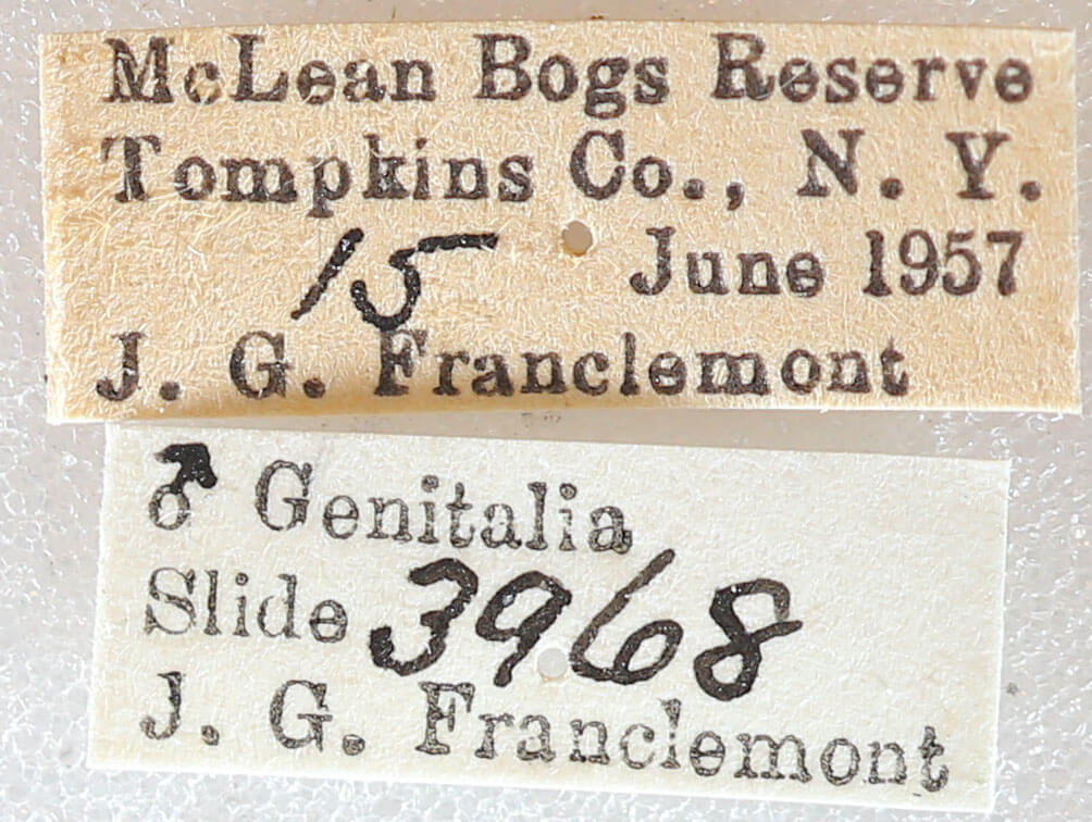 label view of adult Euchlaena muzaria