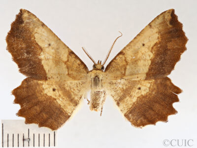 dorsal view of adult Euchlaena muzaria