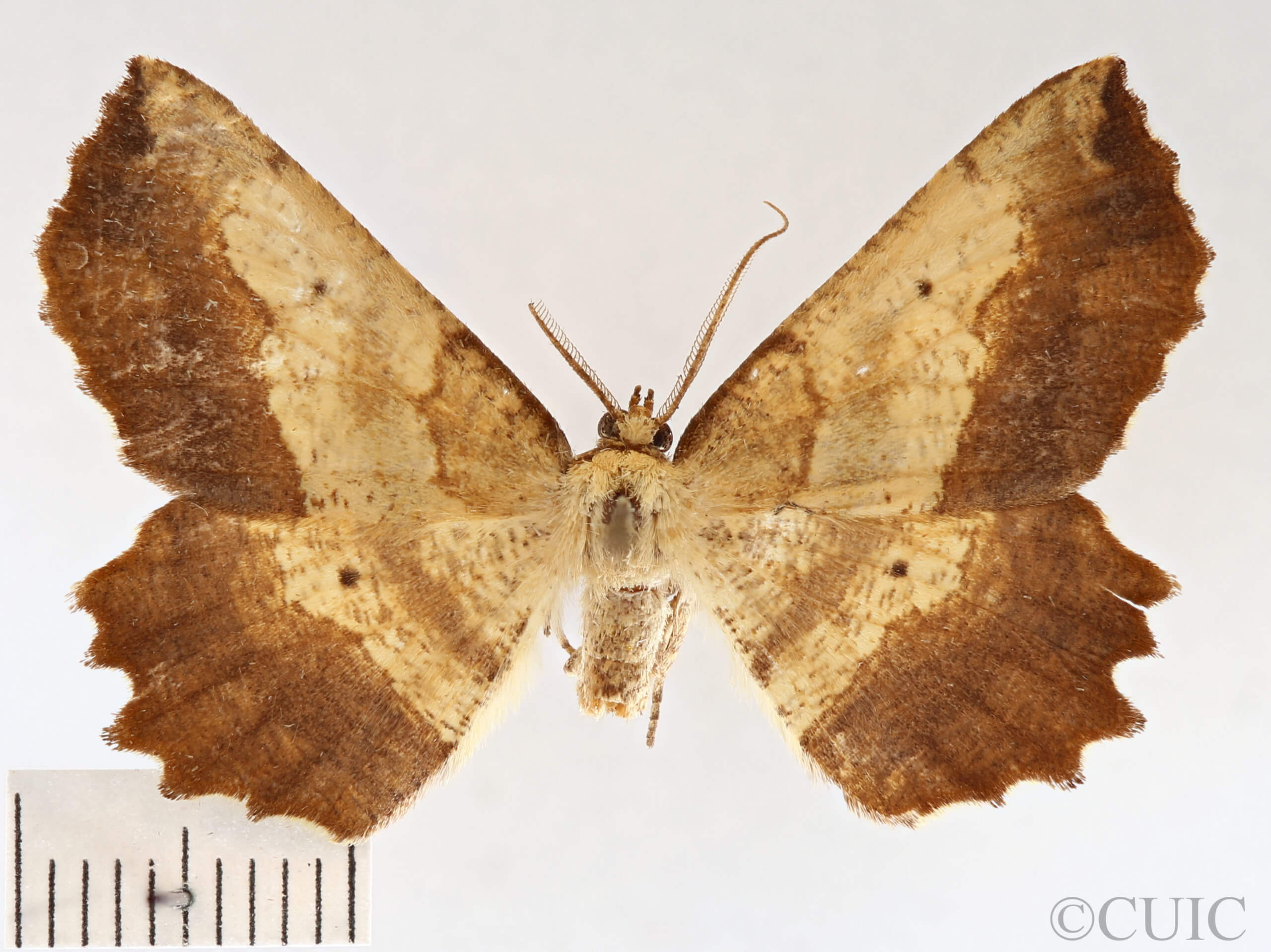 dorsal view of adult Euchlaena muzaria