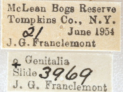 label view of adult Euchlaena muzaria